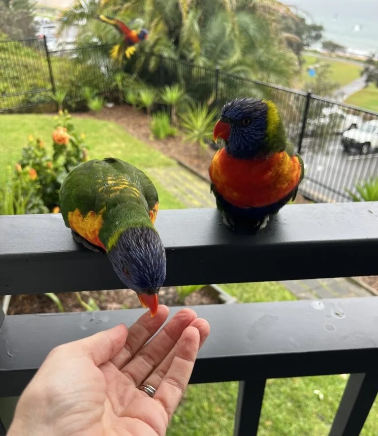 Bateau Bay Accommodation