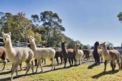  Holiday Park With Water Park Near Sydney